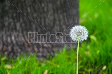 dandelion