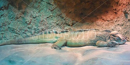 Nap Time Iguana