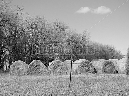 Hay Rolls #2