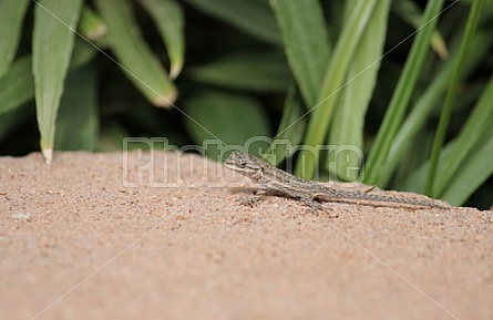 Baby Lizard