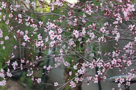 Cherry Blossoms