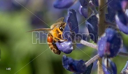 bee on purple