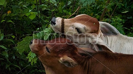 Filipino calves