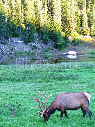 Rocky Mountain Elk