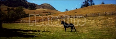 Horse in the countryside