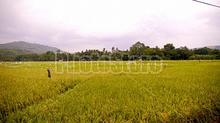 Filipino Rice Fields