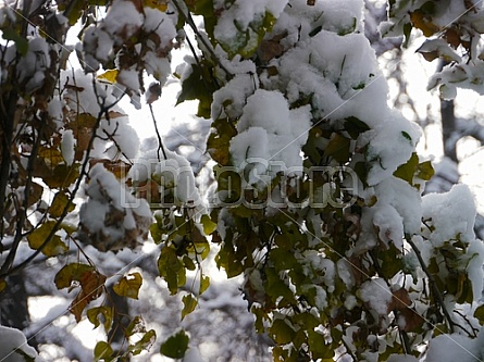 first snow on the fall leaves