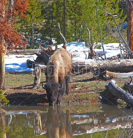 Buffalo