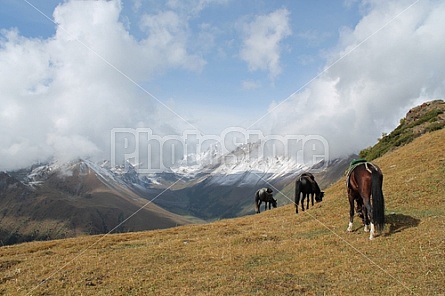 grazing horses at Altyn Arashan