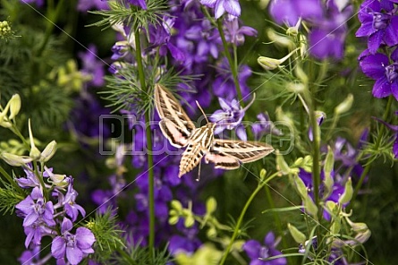 butterfly on purple