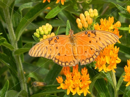 Fritillary on Orange Flowers #2