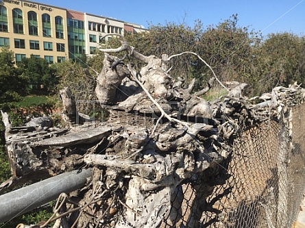 VINES AND FENCE