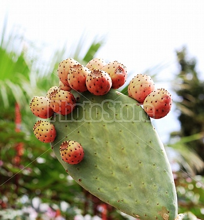 Prickly Pear Cactus Fruit