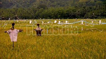 Filipino Rice Fields