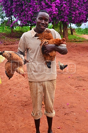 Kenyan man and his chickens