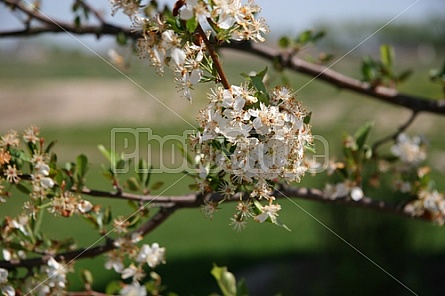 cherry blossom