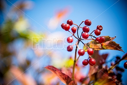 berries and leaves