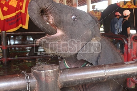 Baby Elephant