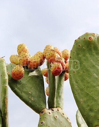 Prickly Pear Cactus Fruit