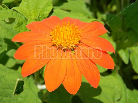 Mexican Sunflower