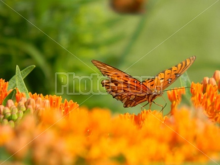 Fritillary on Orange Flowers #1