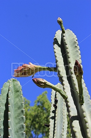 Peruvian cactus buds