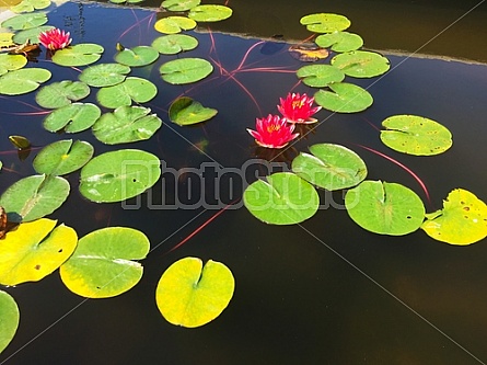 Water Lily and Flower