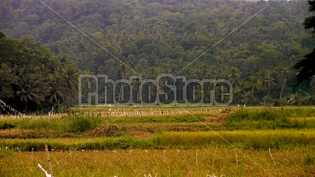 Filipino Rice Fields