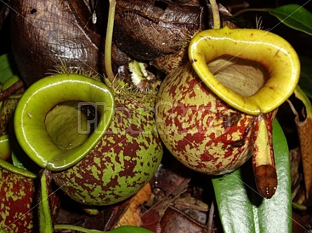 Pitcher Plants