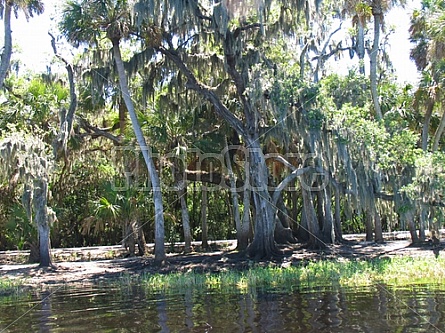 Florida Everglades