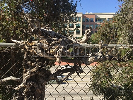 VINES AND FENCE