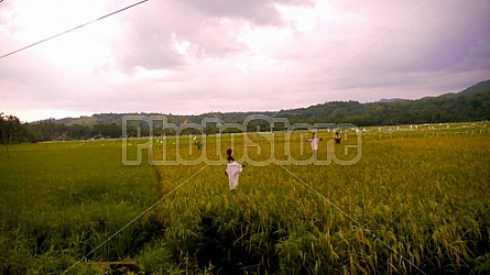 Filipino Rice Fields