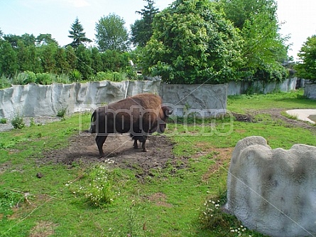 Buffalo