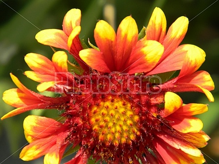 Gaillardia