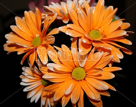 Orange Daisies