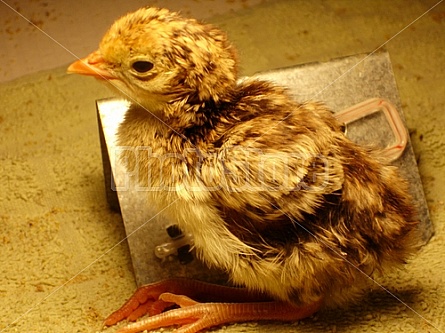 baby chicken