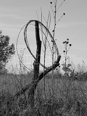 Barbed Wire #1