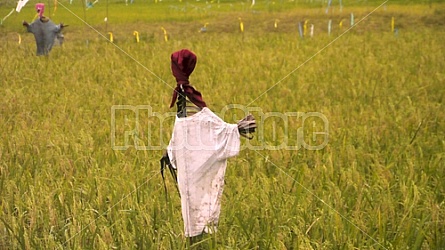 Filipino Rice Fields