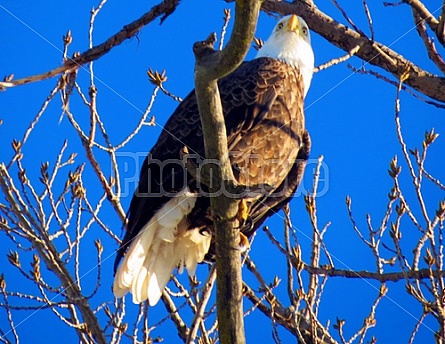 Bald Eagle