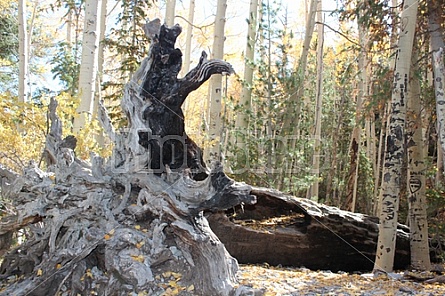 roots of a fallen tree