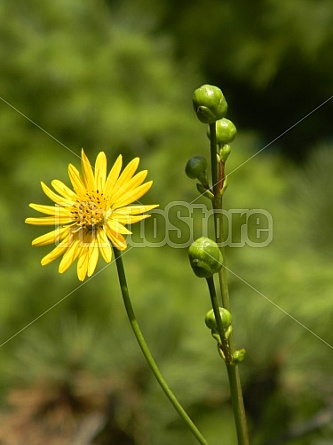 Wild Sunflower #2