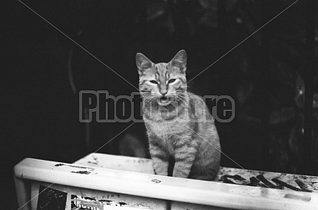 Parisian Cat