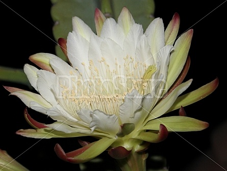 Peruvian Cactus Night Bloom