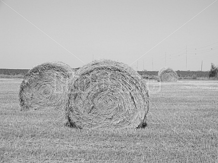 Hay Rolls #4