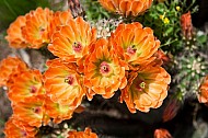 Flowering Cactus