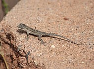 Baby Lizard