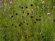 Dead Coneflowers