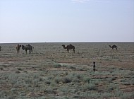 wild camels