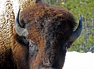 Buffalo