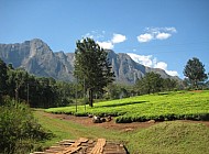 wooden bridge in front of Mulanje Mountain (Malawi)